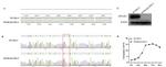 beta Actin Antibody in Western Blot (WB)
