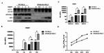 beta Actin Antibody in Western Blot (WB)