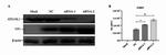 beta Actin Antibody in Western Blot (WB)