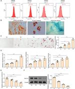CD29 (Integrin beta 1) Antibody in Flow Cytometry (Flow)
