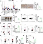 IFN gamma Antibody in Flow Cytometry (Flow)