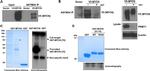 V5 Tag Antibody in Western Blot (WB)