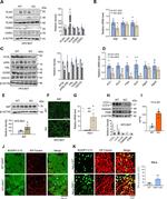 GRP78 Antibody in Western Blot (WB)