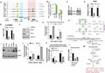 PBX1 Antibody in ChIP Assay (ChIP)