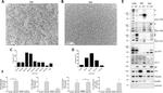 TSG101 Antibody in Western Blot (WB)