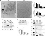 TSG101 Antibody in Western Blot (WB)