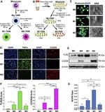 TLR2 Antibody in Western Blot (WB)