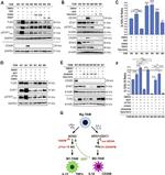 TLR2 Antibody in Western Blot (WB)