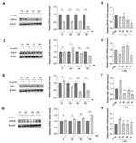 C14orf129 Antibody in Western Blot (WB)