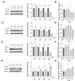 C14orf129 Antibody in Western Blot (WB)