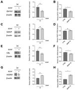 C14orf129 Antibody in Western Blot (WB)