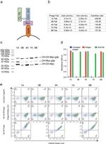 Myc Tag Antibody in Western Blot (WB)