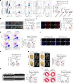 LYVE1 Antibody in Flow Cytometry (Flow)