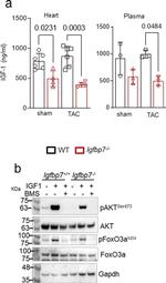 IGFBP7 Antibody in Western Blot (WB)