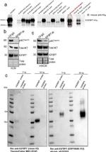 IGFBP7 Antibody in Western Blot (WB)