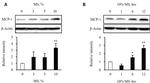 MCP-1 Antibody in Western Blot (WB)