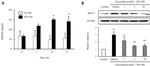 MCP-1 Antibody in Western Blot (WB)