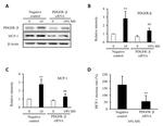 MCP-1 Antibody in Western Blot (WB)