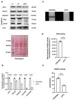 LIPT1 Antibody in Western Blot (WB)