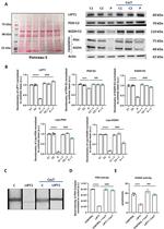LIPT1 Antibody in Western Blot (WB)