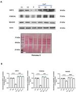 SIRT3 Antibody in Western Blot (WB)