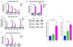 alpha Synuclein Antibody in Western Blot (WB)