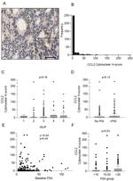MCP-1 Antibody in Immunohistochemistry (IHC)