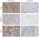 PAK4 Antibody in Immunohistochemistry (PFA fixed) (IHC (PFA))