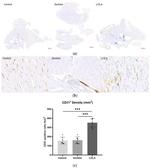 CD31 Antibody in Immunohistochemistry (PFA fixed) (IHC (PFA))