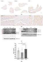 VEGF Antibody in Western Blot, Immunohistochemistry (PFA fixed) (WB, IHC (PFA))