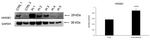 HMGB1 Antibody in Western Blot (WB)