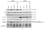 Protein APC Antibody in Western Blot (WB)