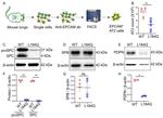 SFTPB Antibody in Western Blot (WB)