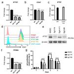 HIPPI Antibody in Western Blot (WB)
