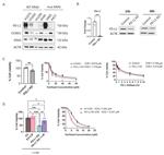 PD-L1 (CD274) Antibody in Western Blot (WB)