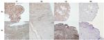 Latexin Antibody in Immunohistochemistry (PFA fixed) (IHC (PFA))