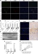 IFI44L Antibody in Western Blot, Immunohistochemistry (PFA fixed) (WB, IHC (PFA))