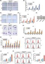 CD235a (Glycophorin A) Antibody in Flow Cytometry (Flow)