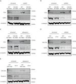 Nesprin 1 Antibody in Western Blot (WB)