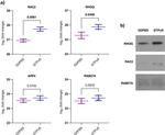 RAC2 Antibody in Western Blot (WB)