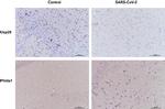 USP29 Antibody in Immunohistochemistry (Paraffin) (IHC (P))