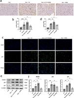 JMJD3 Antibody in Western Blot (WB)