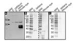 PAX6 Antibody in Western Blot (WB)