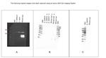 PAX6 Antibody in Western Blot (WB)