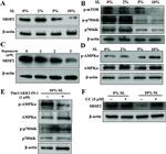 SRSF2 Antibody in Western Blot (WB)