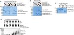 UNG Antibody in Western Blot (WB)