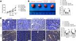 LDHA Antibody in Immunohistochemistry (IHC)