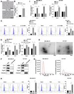 CD206 (MMR) Antibody in Flow Cytometry (Flow)