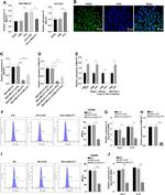 CD206 (MMR) Antibody in Flow Cytometry (Flow)