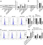 CD206 (MMR) Antibody in Flow Cytometry (Flow)